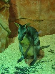 -Zoolung Zoolung动物主题公园(海信广场店)