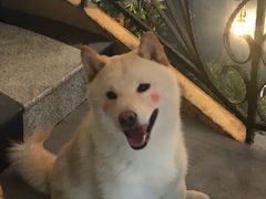 -喜柴咖啡·柴犬狗咖