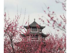 -八大山人梅湖景区