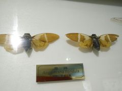 -上海昆虫博物馆