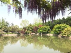 -嘉定紫藤园