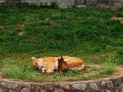 -西安秦岭野生动物园
