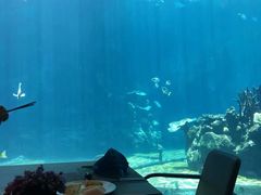 -海棠湾洲际-涛·海底餐厅·美人鱼·自助餐·海底隧道