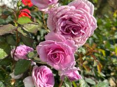 -人民公园(罗湖区)