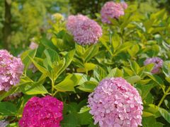 -上海共青森林公园