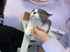 -我爱猫咪·猫咖·狗咖·安哥拉兔·羊驼咖(小寨华旗店)