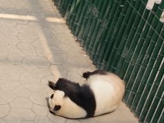 -沈阳森林动物园