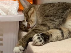 -御宝贝·A梦猫科宠物医院(国际猫友好医院)