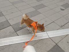 -南京Hallo宠物乐园·哈罗犬舍·柴犬繁育基地