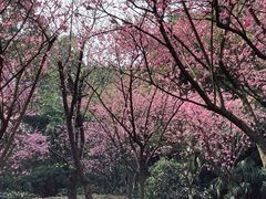 -南山植物园