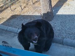 -北京野生动物园