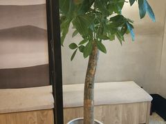 -晨枫酒店(苏州观前步行街店)