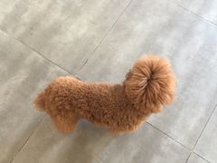 -美联众合宠物医院·爱萌分院·内外科·猫科中心