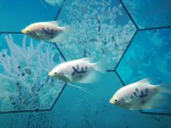 -福州罗源湾海洋世界旅游区