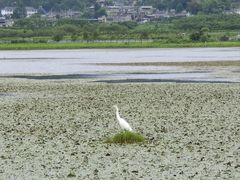 -腾冲北海湿地