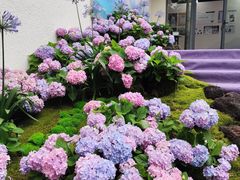 -上海滨江森林公园