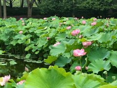 -陈家山荷花公园