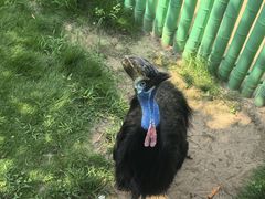 -西霞口神雕山野生动物世界