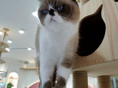 -喵园·猫主题咖啡厅·撸猫·猫咖(国贸店)