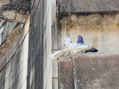 -音乐台