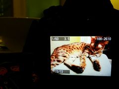 android_upload_pic-猫色咖啡·猫咖