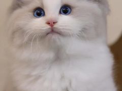 -汪说喵讲宠物乐园宠物酒店(红星美凯龙店)