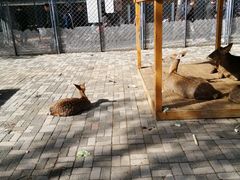 -长白岛森林公园