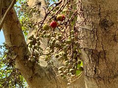 -羚羊峡古栈道森林公园