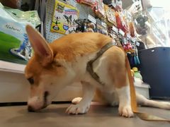 -PETKIT小佩宠物(古北店)