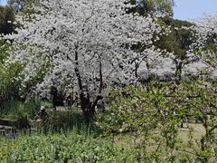 -苏州上方山国家森林公园