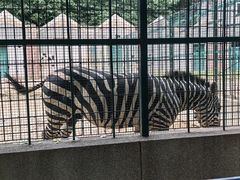 -保定市动物园