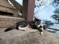 -缙云山景区