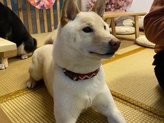 -柴迷FANS CLUB·柴犬狗咖·猫咖