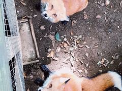 -宫城藏王狐狸村