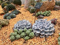-深圳仙湖植物园