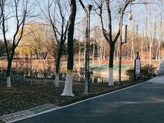 -大兴滨河森林公园