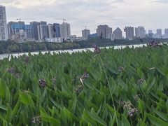 -南宁南湖公园