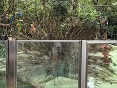 -广州长隆飞鸟乐园