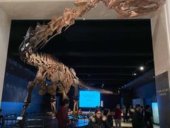 -美国自然历史博物馆