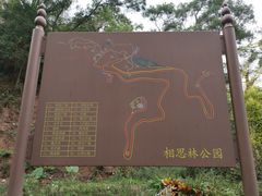 -银湖山郊野公园-相思林