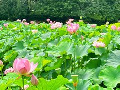 -陈家山荷花公园
