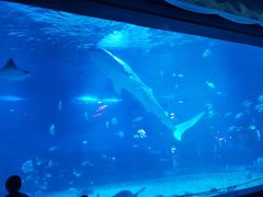 -烟台海昌鲸鲨海洋公园