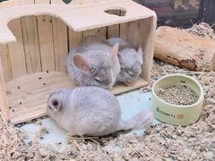 -宠物世家(仲盛世界商城店)