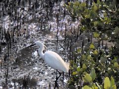 -北海金海湾红树林生态旅游区