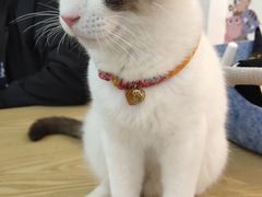 -绒爪撸猫下午茶·猫咖