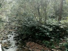 -九龙江国家森林公园