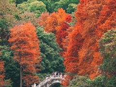 -深圳仙湖植物园