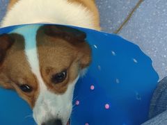 -伟伟宠物医院·CT影像中心·瑞派犬猫综合性门诊(汉口总院)