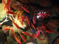 -新悦·霞浦海鲜生(上下杭店)