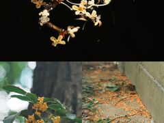 -宁波市保国寺古建筑博物馆